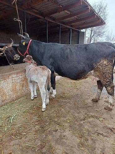 Продаю | Корова (самка) | Голштин | Для разведения, Для молока | Племенные, После отела, Искусственник