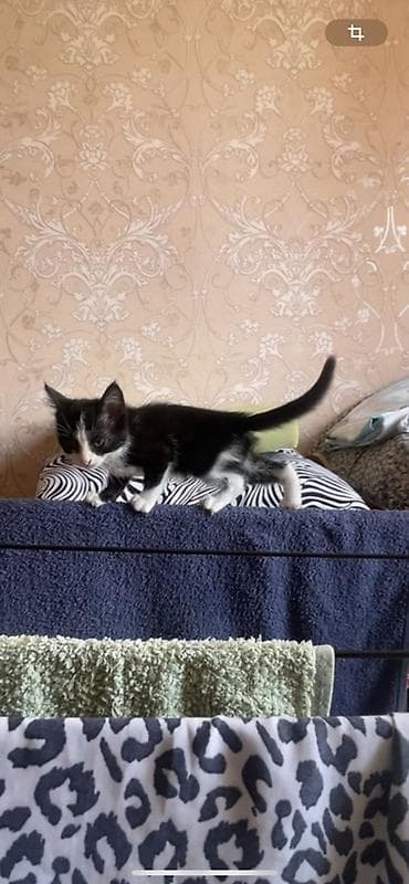 scottish fold: Котёнок черно-белого окраса (маска на мордочке, белые лапки и грудка) — 1