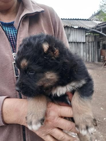 собаки мопс: 4 щенка крупной породной, азиаты с яркой внешностью. Описание: - 1 — 5