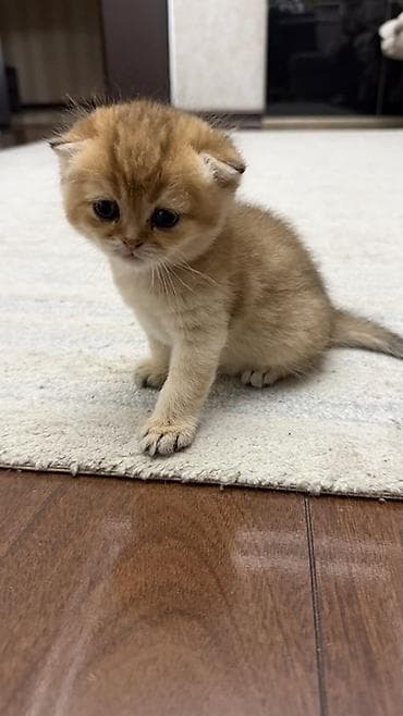 Шиншиллы: Открыто бронирование котят шотландской породы 🐾 Предлагаются к — 2