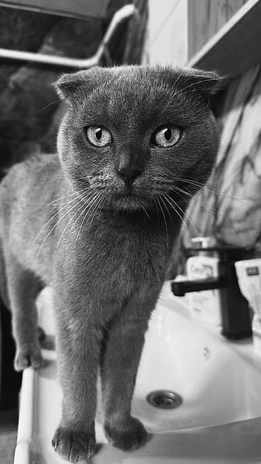 Кошки: Скотиш Фолд (Шотландская вислоухая), 2 месяца, Мальчик, Голубой, Приучена к лотку — 3