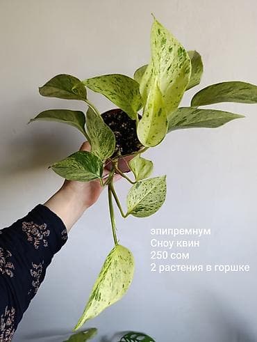 лабубу фото и цена: Продажа сортовых комнатных растений, цены и названия указаны на фото — 7