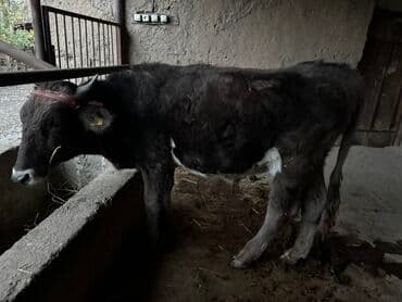 сельскохозяйственные животные продажа: Продаю | Бык (самец) | На откорм | Привязанные — 2