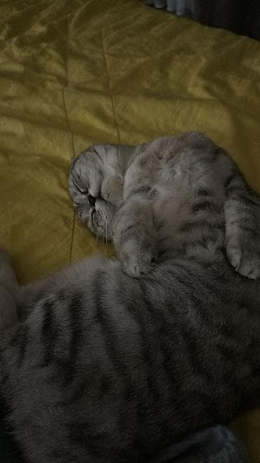 Продажа кошек: Шотландская вислоухая кошка (Scottish Fold) Отдадим в хорошие руки — 1