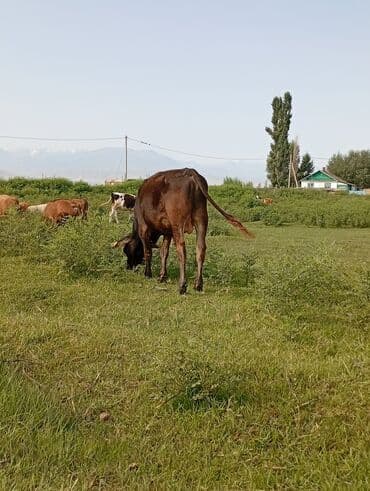 продаю музоо торпок корова самка бык самец айрширская ангус алатауская на забой для разведения на откорм племенные нетель привязанные: Сатам | Бука (эркек) | Швиц | Бордоп семиртүү үчүн, Көбөйтүү үчүн — 8