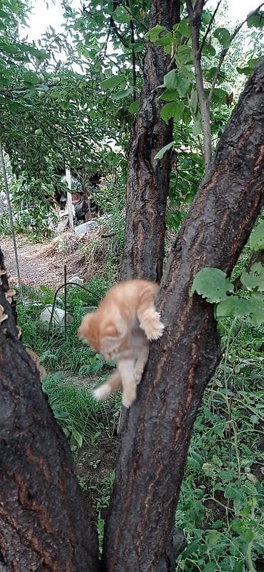 Үй жаныбарлары: Скотиш Фолд (Шотландиялык шалпаң кулак), 2 айлык, Эркек, Кызгыл сары — 6