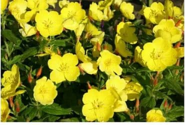 хризантема садовая купить: Бересклет белый и жёлтый. Кустаники. Морозостойкие .Лилейник жёлтый — 4