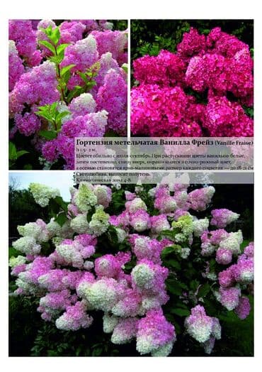 цветы гартензии: Гортензия! Шикарная Гортензия! Метельчатая, крупнолистная, древовидная — 3