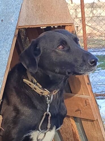 помои для собак: Молодой пёс в поиске семьи. Привезём сами — 7