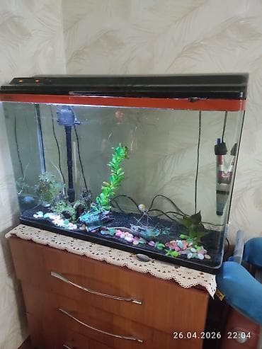 Животные: Аквариум комплект 100 л с крышкой и оборудованием .85 длина,50 — 1