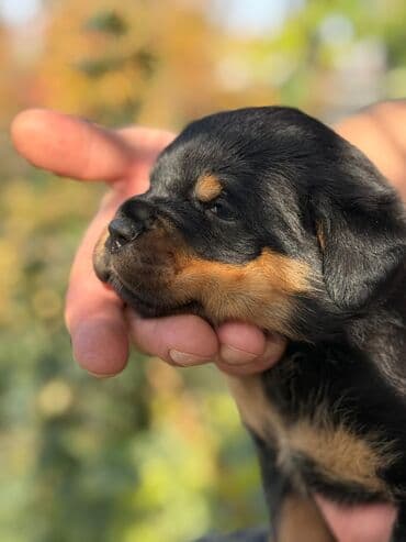 прокат авто бишкек на сутки: Сцепка для спринтера — 3