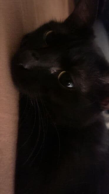 новорожденные котята: Беспородная, 3 месяца, Девочка, Черный — 1