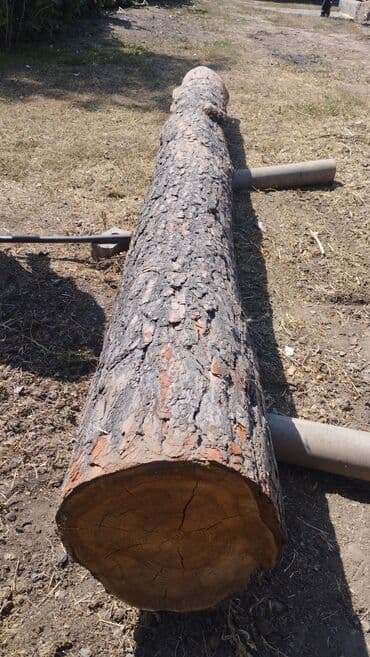 тайский ананас цена бишкек: Сосна кругляк 7000 сом — 2