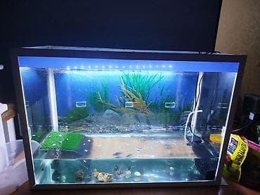 Аквариумный комплект на 80 литров для домашних рыб и водных черепах
