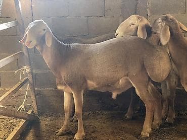 стрижка авец: Продаю | Баран (самец) | Арашан | Для разведения — 1