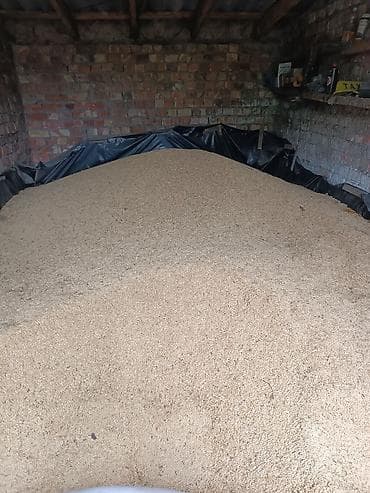 продаю стулья б у: Продам ячмень/чистый урожай 25г - Фракция мелкая и однородная — 2
