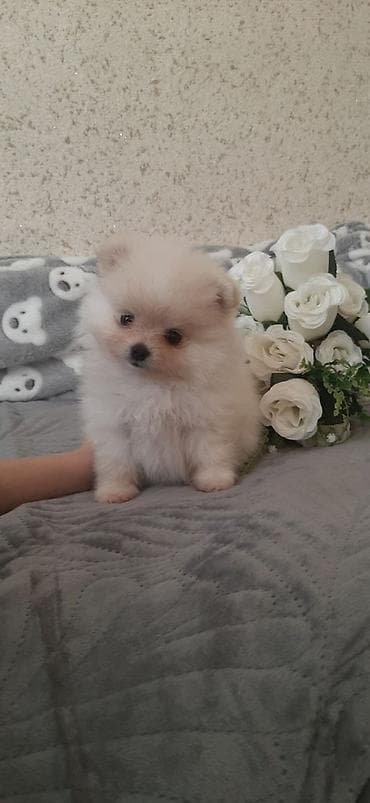 купить собаку бишкек: Шпиц, 1 месяц, Самец — 2