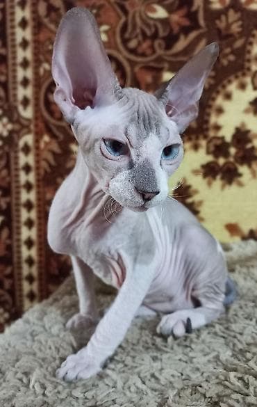 Мышыктар: 🐾🐈‍⬛ Голубоглазые донские сфинксы, 3-х месячные мальчик и девочка — 1