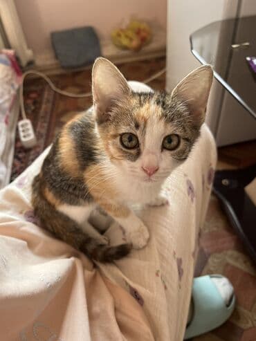 Кошка даром: Беспородная, 4 месяца, Девочка, Приучена к лотку