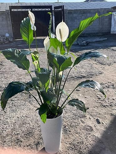 алоэ вера ош: Гигант 155см! Спатифиллум (женское счастье) в высоком декоративном — 1