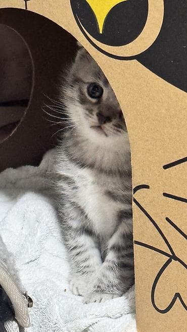 кошка вислоухая серая: Скотиш Фолд (Шотландская вислоухая), 1 месяц, Девочка, Серебристая шиншилла — 6