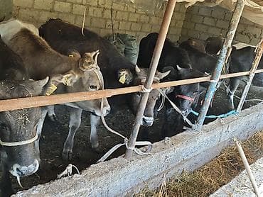 животные кошки: Продаю | Корова (самка), Бык (самец), Тёлка | На откорм | Привязанные — 2