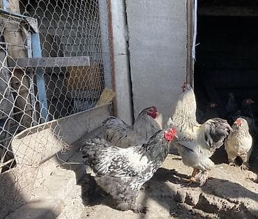 Продаю | Куры | Брама | Для разведения