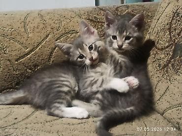 кошки г ош: 3 месяца, Девочка, Приучена к лотку, Проглистована — 1