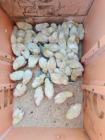 пчело пладформа: Продаю | Цыплята | Бройлерная | На забой — 3