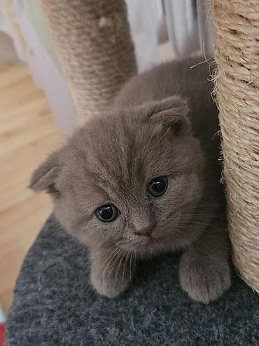 собака стафф: Шотландские вислоухие котята (Scottish Fold), окраса голубой/серый — 3