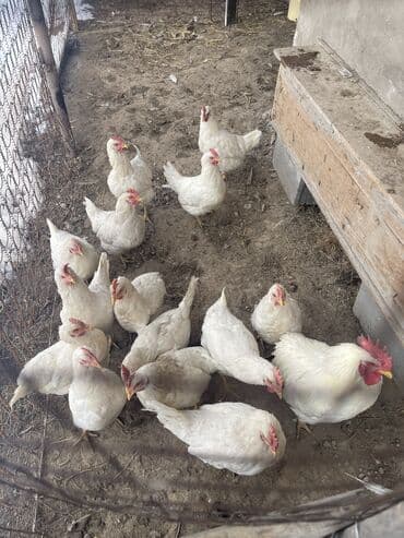 Куры курицы 🐔 14 шт + 1 петух 🐓 Куры по 400с Петух 800с Адрес село