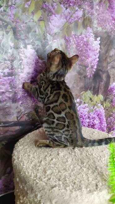 новорожденные котята: Бенгальские Детки .проф питомник Бен Гла Мур. предлагает Девочек и — 5