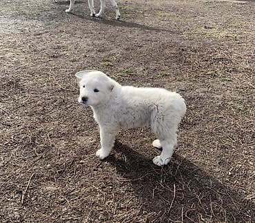 купить алабай: Алабай, 1 месяц, Самец, С прививкой — 3