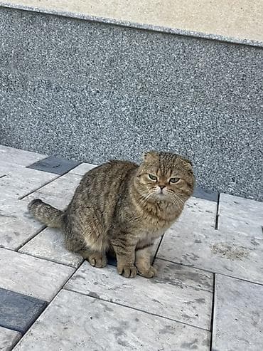 все о кошках британской породы: Шотландская вислоухая кошка (скоттиш-фолд), окрас: коричневый табби — 2