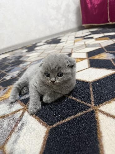 шатланская веслоухая: Шотландские вислоухие котята (Scottish Fold), окрас голубой (blue). - — 3