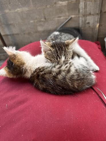Отдам котят в хорошие руки. Мать превосходный охотник на мышей и крыс — 3