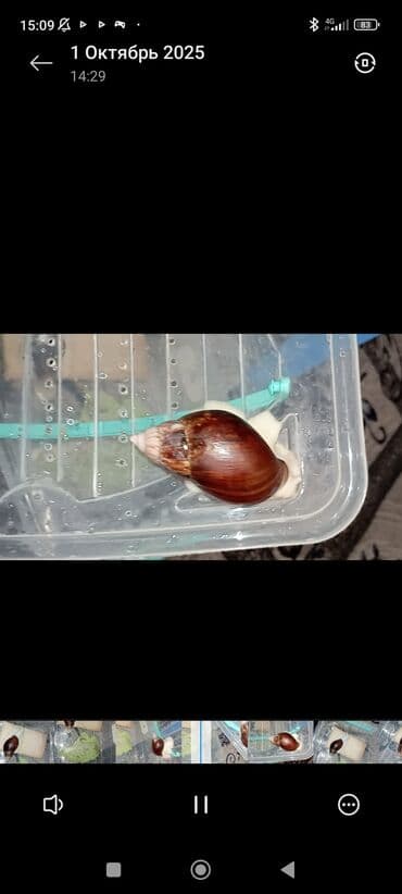 кошки манчкин: Ахатина (гигантская сухопутная улитка) — домашний экзотический — 2