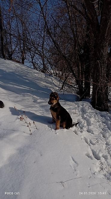 бигль щенки: Немецкая овчарка, 2 месяца, Самец, С прививкой — 2