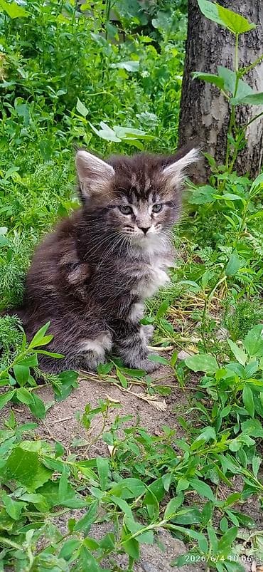 котят бесплатно: Мейн-кун, 2 месяца, Девочка, Приучена к лотку — 5