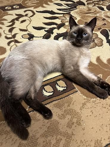 британка кошка: Кошка даром: Сиамская, 1 год, Мальчик, Приучена к лотку, Проглистована — 3