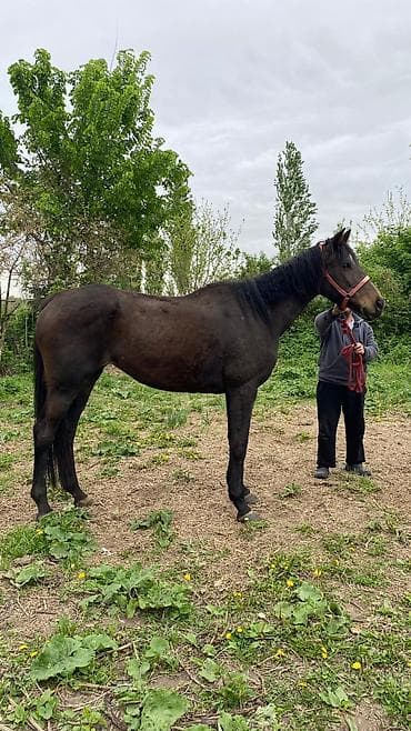 коой: Продаю | Кобыла (самка) | Английская | Рабочий — 7