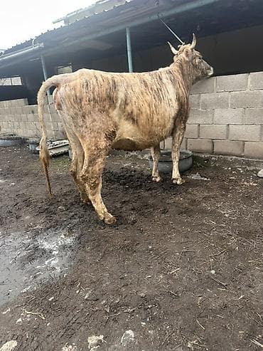 кой козусу: Продаю | Корова (самка) | Привязанные — 4