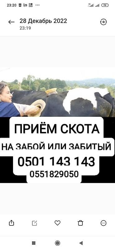 Жеке жак, Колбаса цехи : Уйлар, букалар, Жылкылар, аттар, | Күнү-түнү, Бардык шартта, Союлган