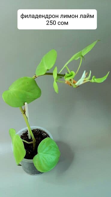 лампы для растений: Продаю взрослые хойи: Лиза, кудрявая, калистофила, церопегию — 8