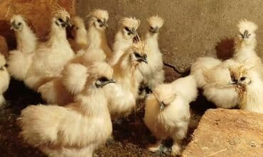 Продаю | Петух, Куры