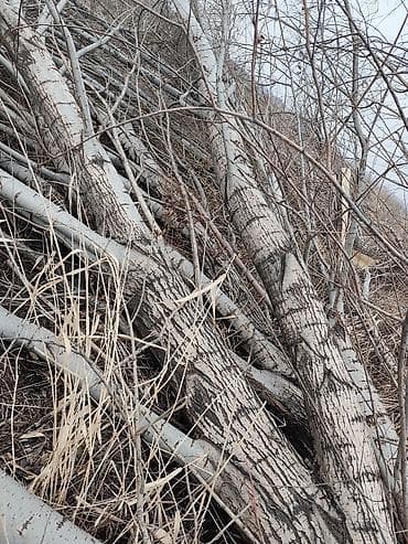 туя колоновидная цена бишкек: Отун Терек — 2