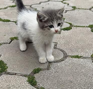 Котёнок, окраска бело-серая (белое тело с серой маской и ушками, серое
