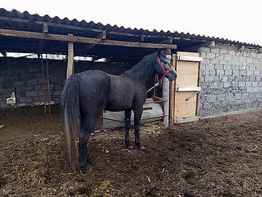 арабские лошади цена: Продаю | Жеребец | Полукровка | Рабочий — 5