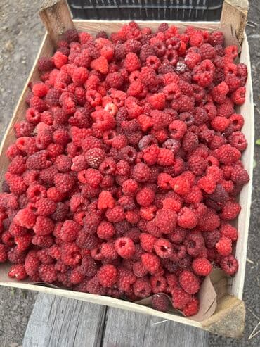 ташкентский плов бишкек доставка: Малина В розницу, Бесплатная доставка — 1