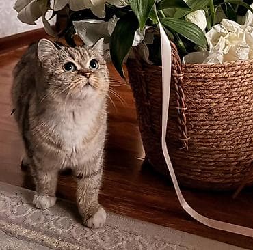 породистый кошка: Кошка, короткошёрстная, окраса серебристый табби с нежным кремовым — 1